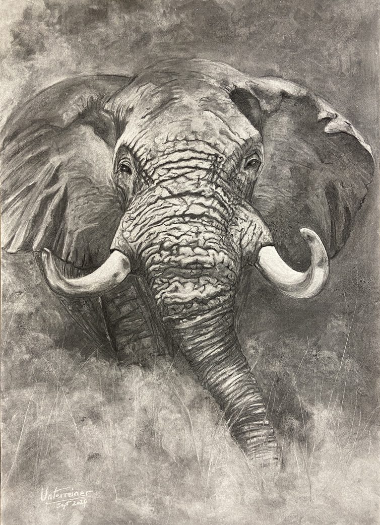Fusain réalisé par l’artiste toulousaine Valérie Unterreiner.