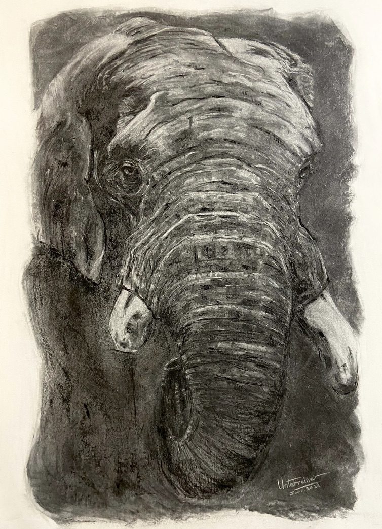 Fusain réalisé par l’artiste toulousaine Valérie Unterreiner.