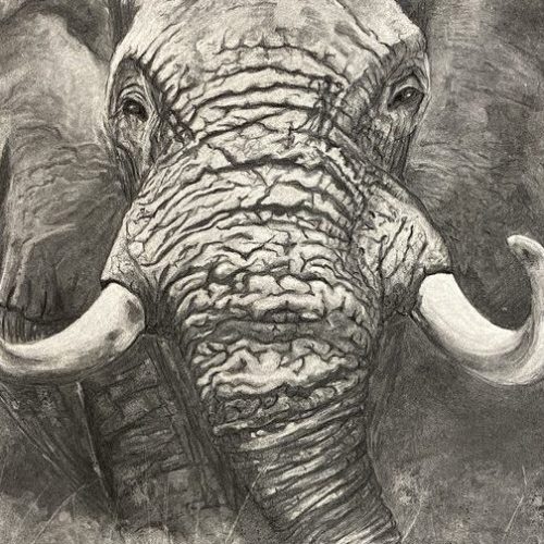 Majestueux-100×70-cm Fusain réalisé par l’artiste toulousaine Valérie Unterreiner.